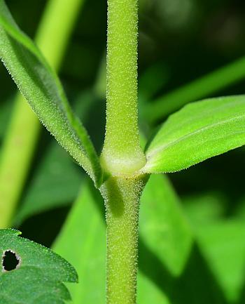 Silene_regia_stem.jpg