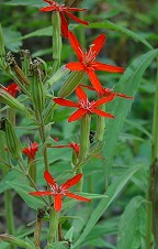 Silene regia thumbnail