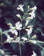 Silene stellata thumbnail