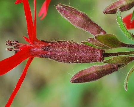 Silene_virginica_calyx.jpg