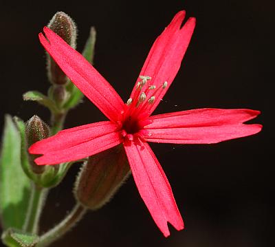 Silene_virginica_corolla.jpg