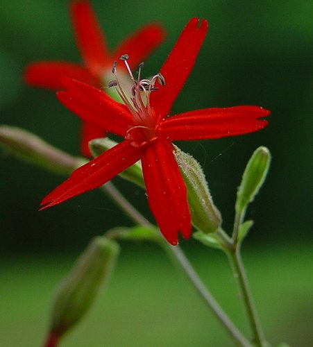 Silene_virginica_flower.jpg