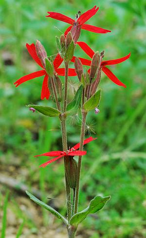 Silene_virginica_inflorescence.jpg