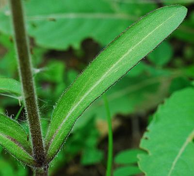 Silene_virginica_leaf1.jpg