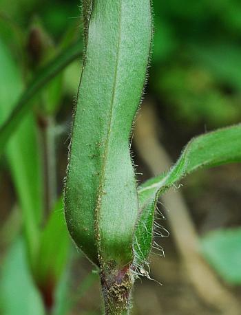 Silene_virginica_leaf2.jpg