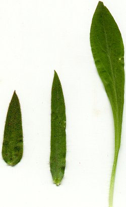 Silene_virginica_leaves.jpg