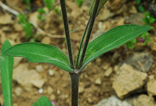 Silene_virginica_leaves2.jpg