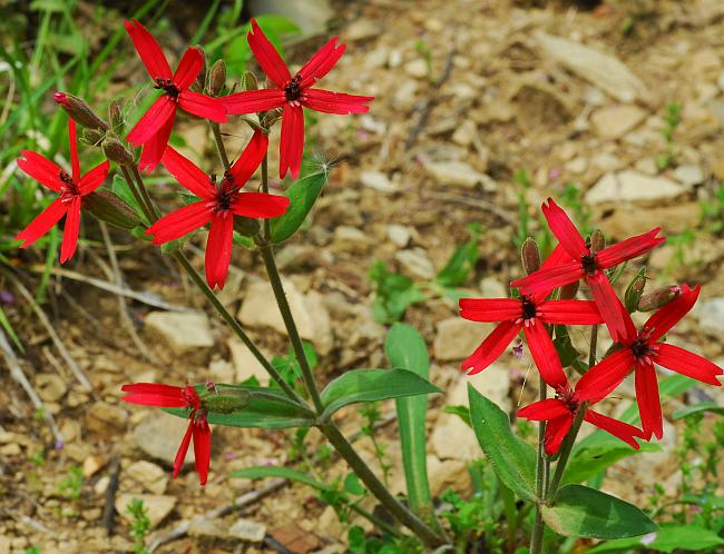 Silene_virginica_plant.jpg