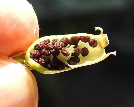 Silene_virginica_seeds.jpg