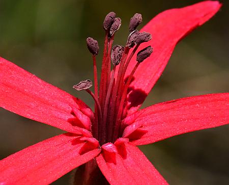 Silene_virginica_stamens.jpg