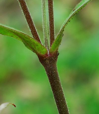 Silene_virginica_stem.jpg