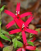 Silene virginica thumbnail