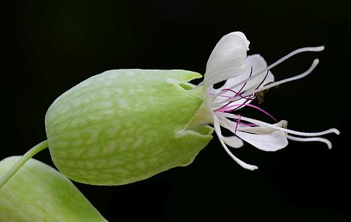 Silene_vulgaris_calyx.jpg