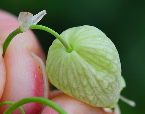 Silene_vulgaris_calyx2.jpg