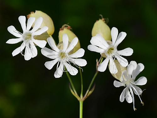 Silene_vulgaris_corollas.jpg