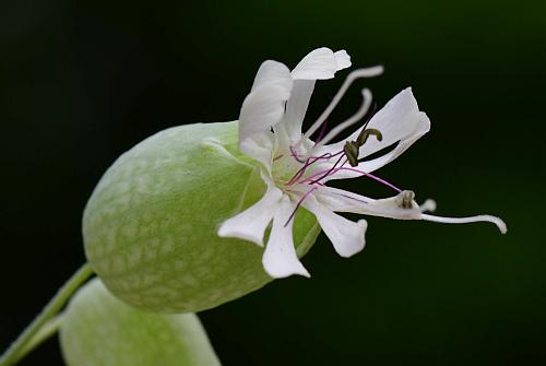 Silene_vulgaris_flower.jpg