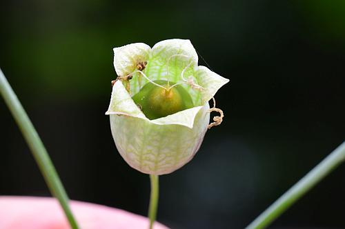 Silene_vulgaris_fruit1.jpg