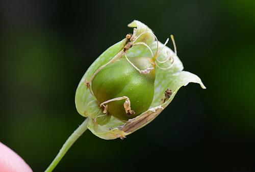 Silene_vulgaris_fruit2.jpg