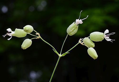 Silene_vulgaris_inflorescence.jpg