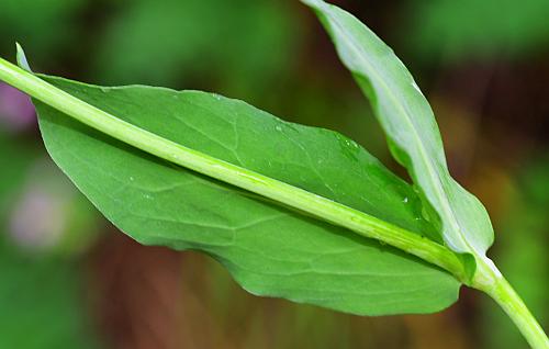 Silene_vulgaris_leaf1.jpg