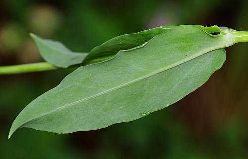 Silene_vulgaris_leaf2.jpg