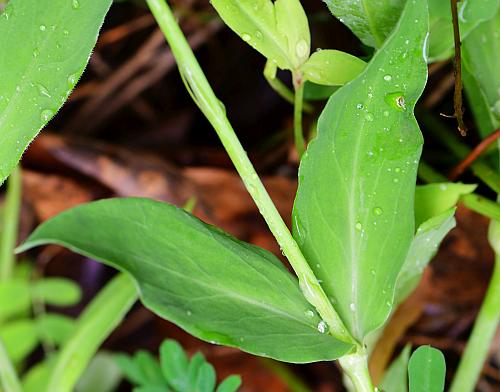 Silene_vulgaris_leaves1.jpg