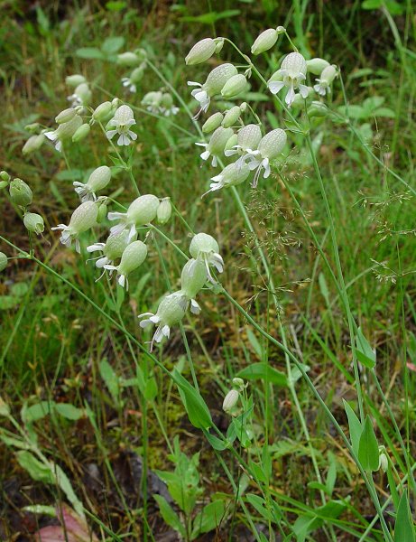 Silene_vulgaris_plant.jpg