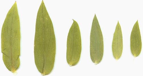 Silene_vulgaris_pressed_leaves.jpg