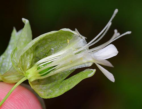 Silene_vulgaris_section.jpg