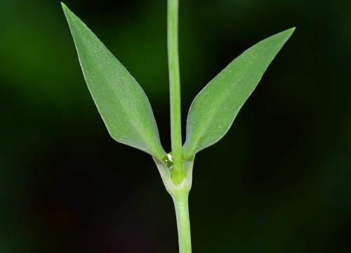 Silene_vulgaris_stem.jpg