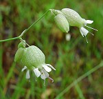 Silene vulgaris thumbnail