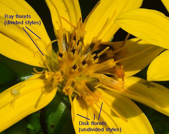 Silphium_asteriscus_florets.jpg