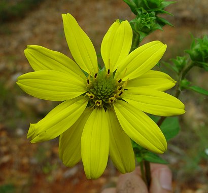 Silphium_asteriscus_flower.jpg