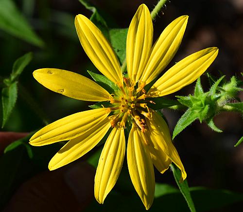 Silphium_asteriscus_head.jpg