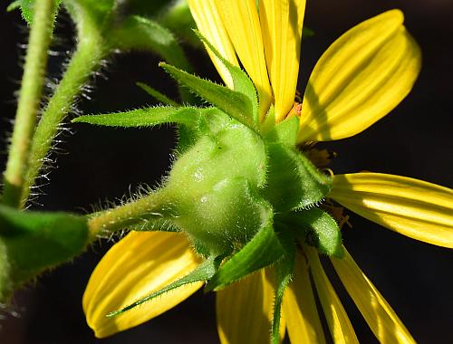 Silphium_asteriscus_involucre.jpg