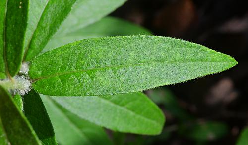 Silphium_asteriscus_leaf1.jpg