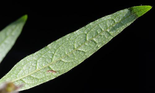 Silphium_asteriscus_leaf2.jpg
