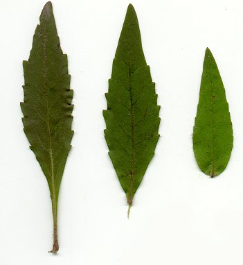Silphium_asteriscus_leaves.jpg