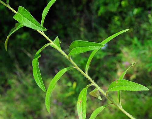 Silphium_asteriscus_leaves1.jpg