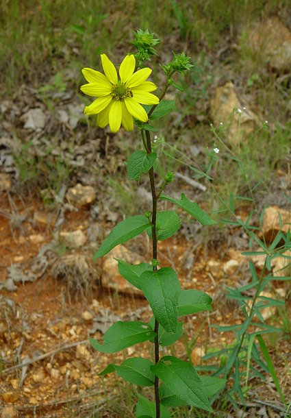 Silphium_asteriscus_plant.jpg