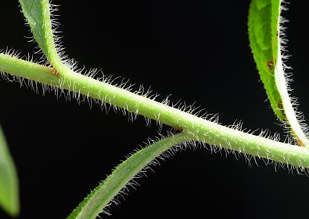 Silphium_asteriscus_stem.jpg