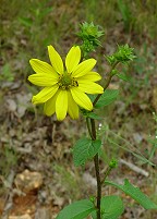 Silphium asteriscus thumbnail