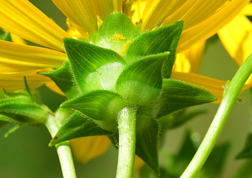 Silphium_integrifolium_involucre.jpg