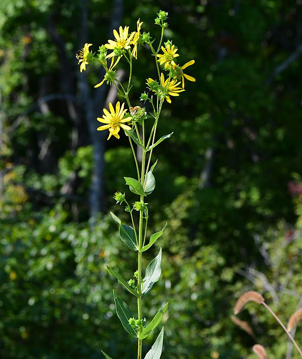 Silphium_integrifolium_plant.jpg