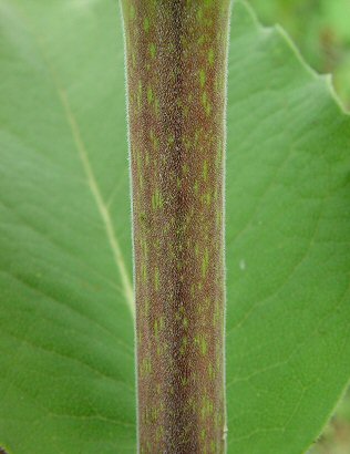 Silphium_integrifolium_stem.jpg