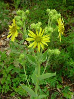 Silphium integrifolium thumbnail