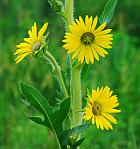 Silphium laciniatum thumbnail