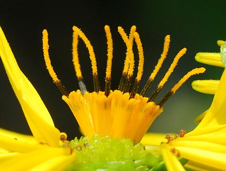 Silphium_perfoliatum_disks.jpg