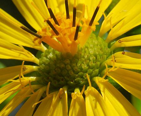 Silphium_perfoliatum_florets.jpg