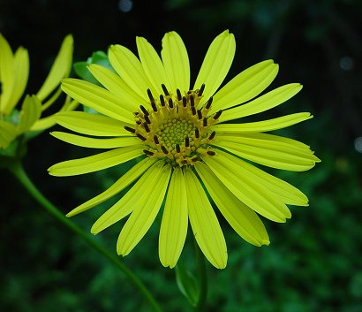 Silphium_perfoliatum_flowers.jpg